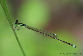 Ischnura prognata, male